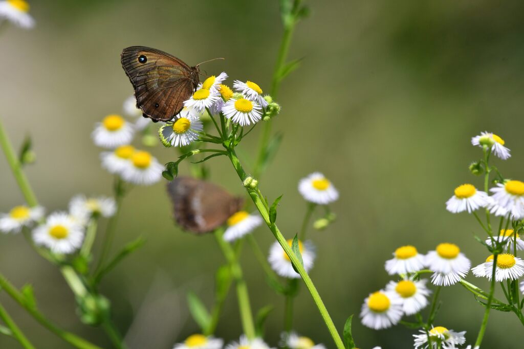 野の花にジャノメチョウ　　DSC_8885