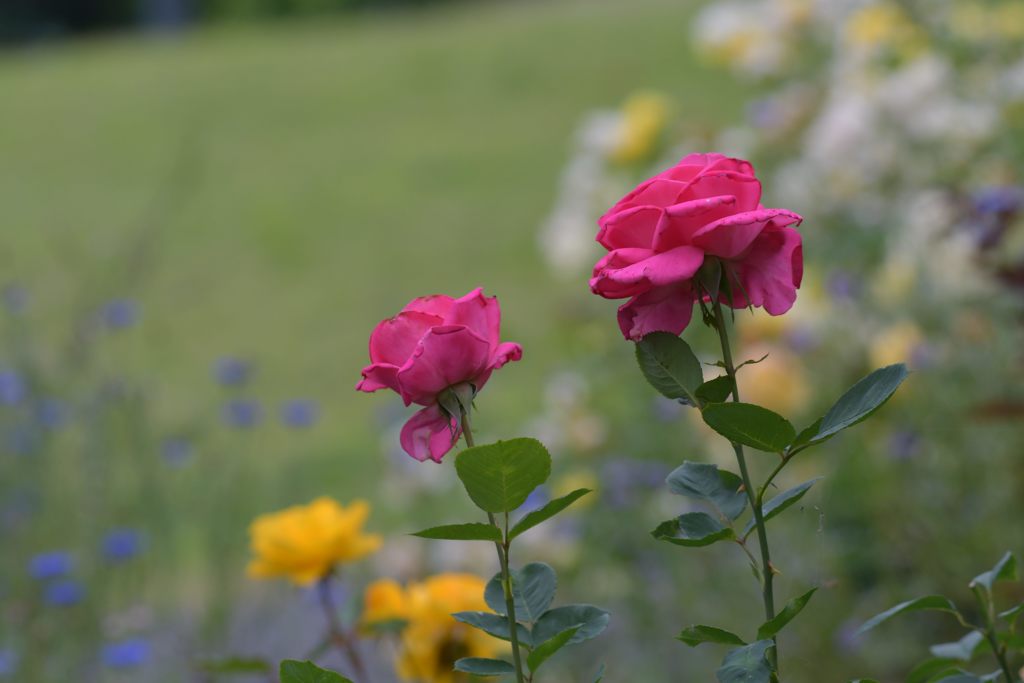 祭りの後　５　DSC_4762