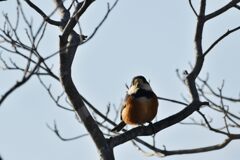ヤマガラ　　　DSC_7031
