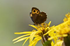 マルバダケブキにベニヒカゲ　DSC_5736