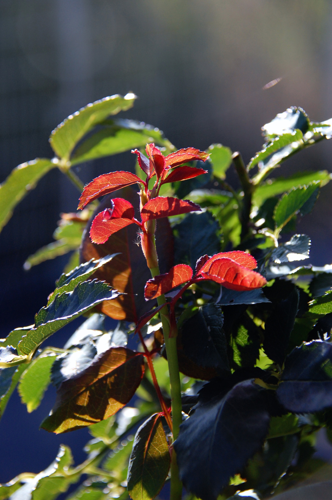 「秋への芽吹き」　DSC_2813