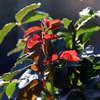 「秋への芽吹き」　DSC_2813