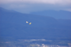 ヒラヒラ　　DSC_3637