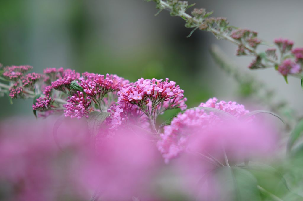 甘い香り　DSC_4212