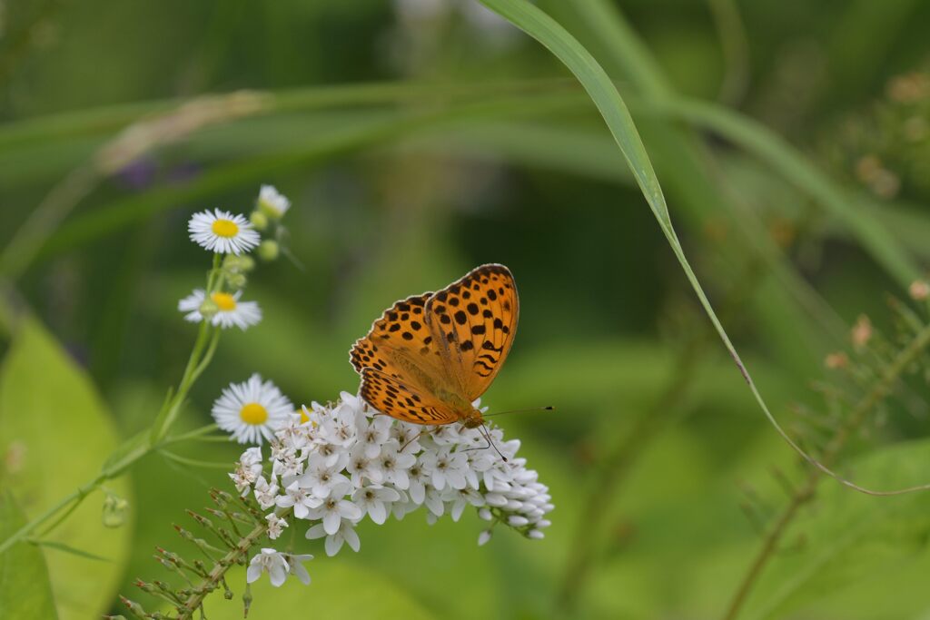 ウラギンスジヒョウモン　DSC_0595