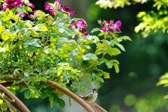 薔薇と雀　２　DSC_5558