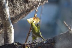 おいしいね！　DSC_0131