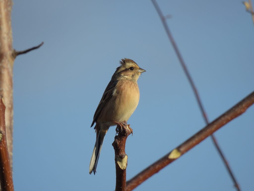 昇る朝日に　DSCN1118