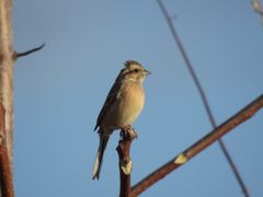 昇る朝日に　DSCN1118