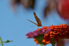 V サイン　DSC_0119