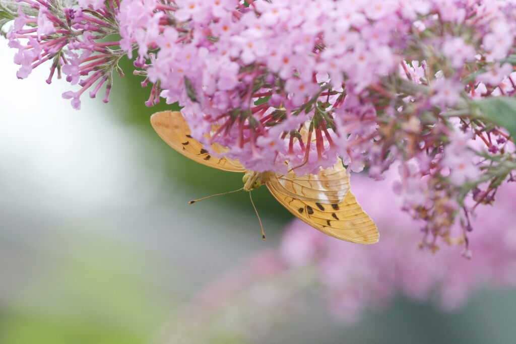 至福の時　DSC_6525