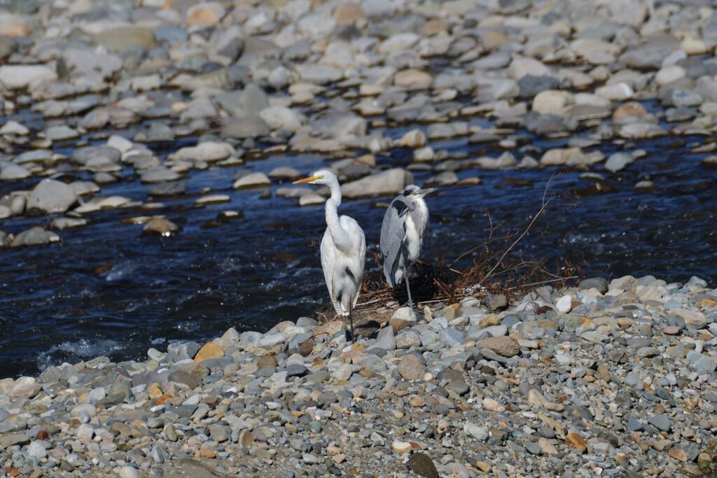 寄り添ってそっぽを向く　　DSC_1326