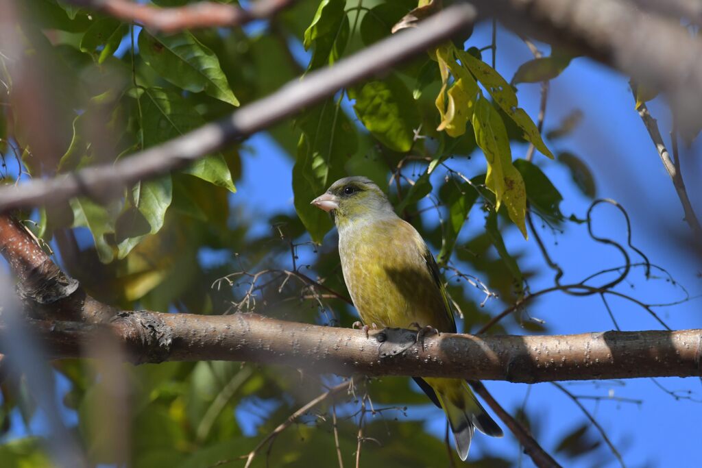 カワラヒワ　　DSC_0320