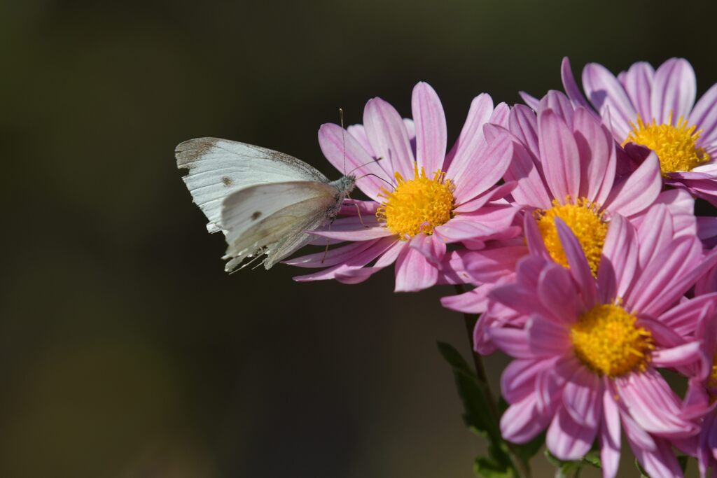 小菊にモンシロチョウ　　DSC_9440