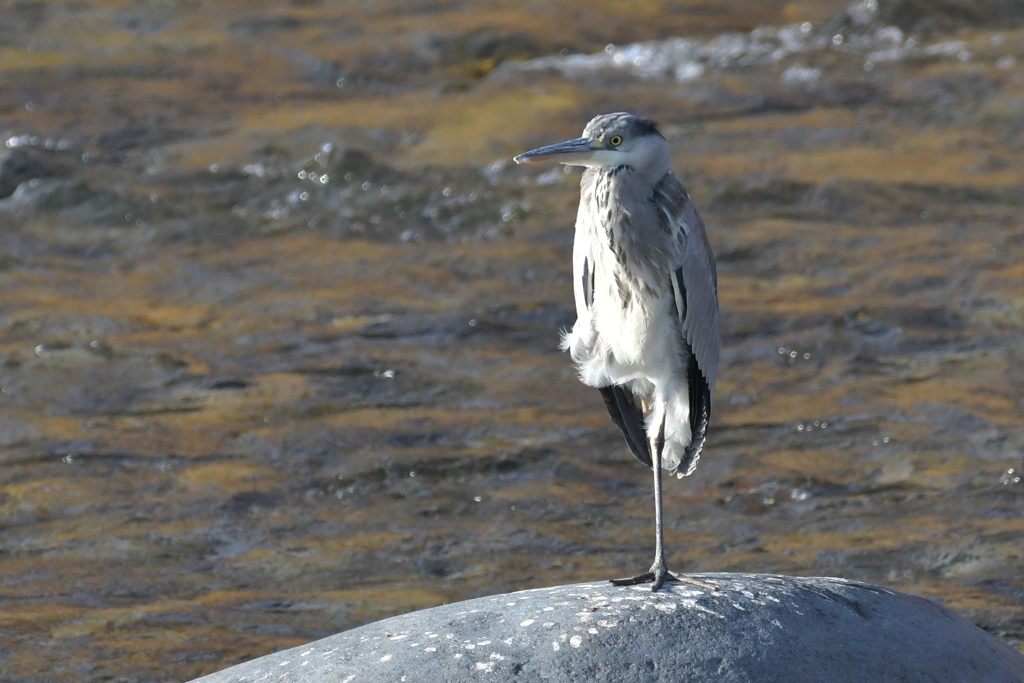 バランストレーニング　DSC_3929
