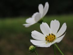 白いコスモス　IMG_2914