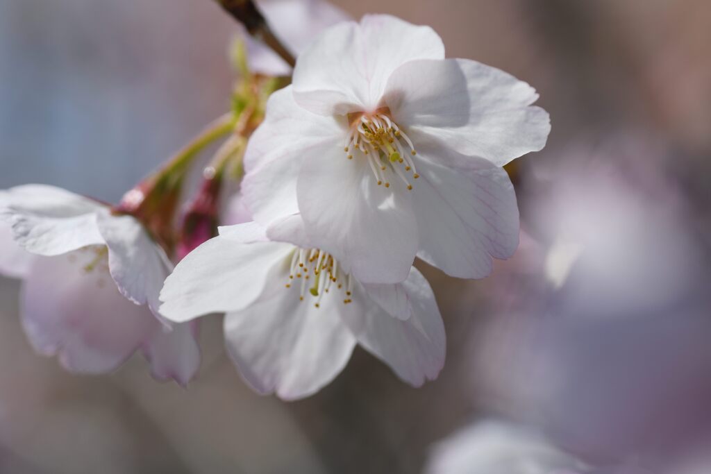桜　２　　DSC_3982