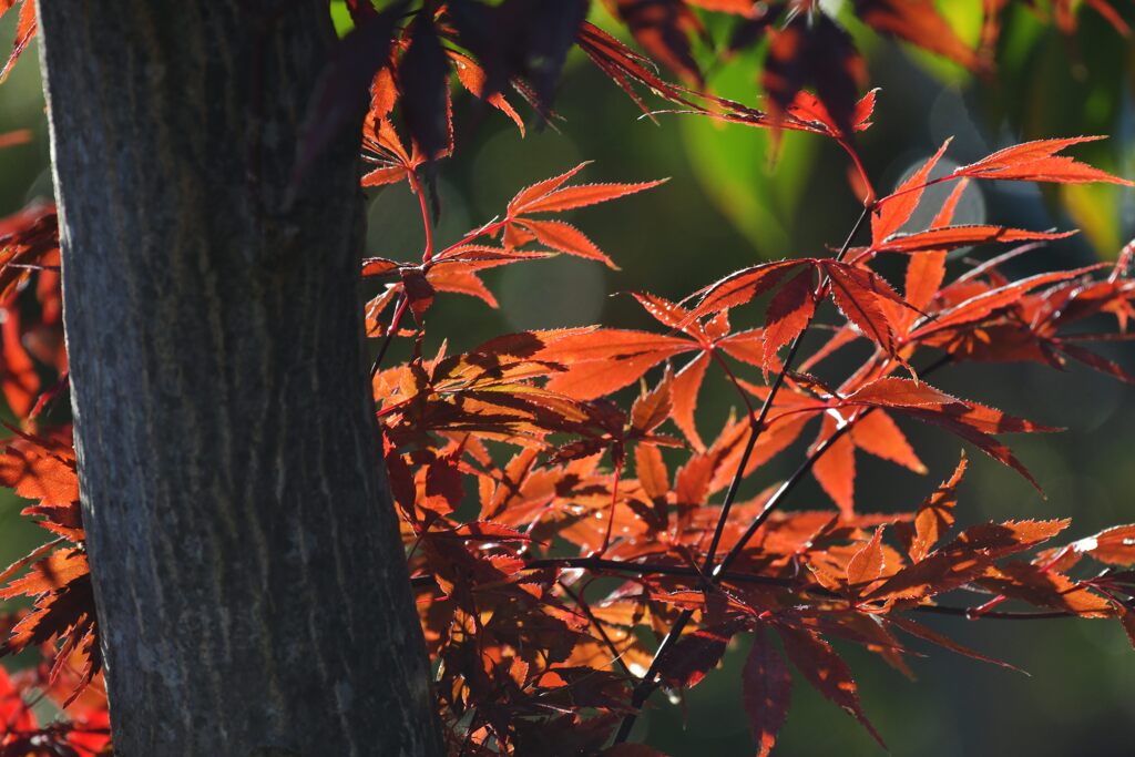 輝く赤　DSC_4562