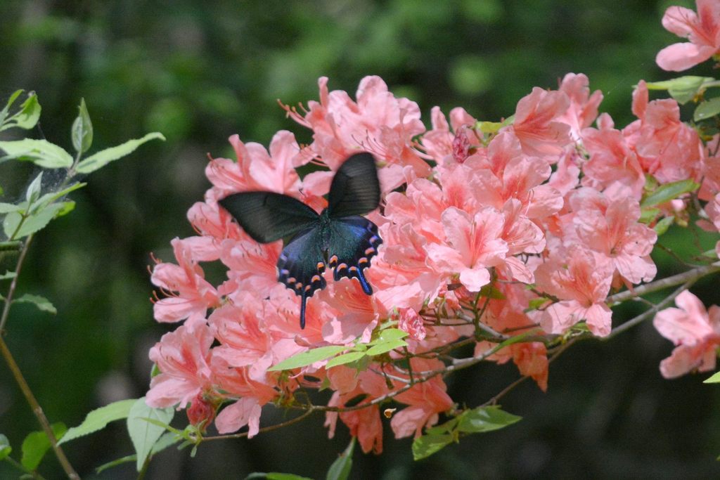 輝く翅　１　DSC_4404