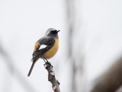 朝の雨に　１　　DSCN2219