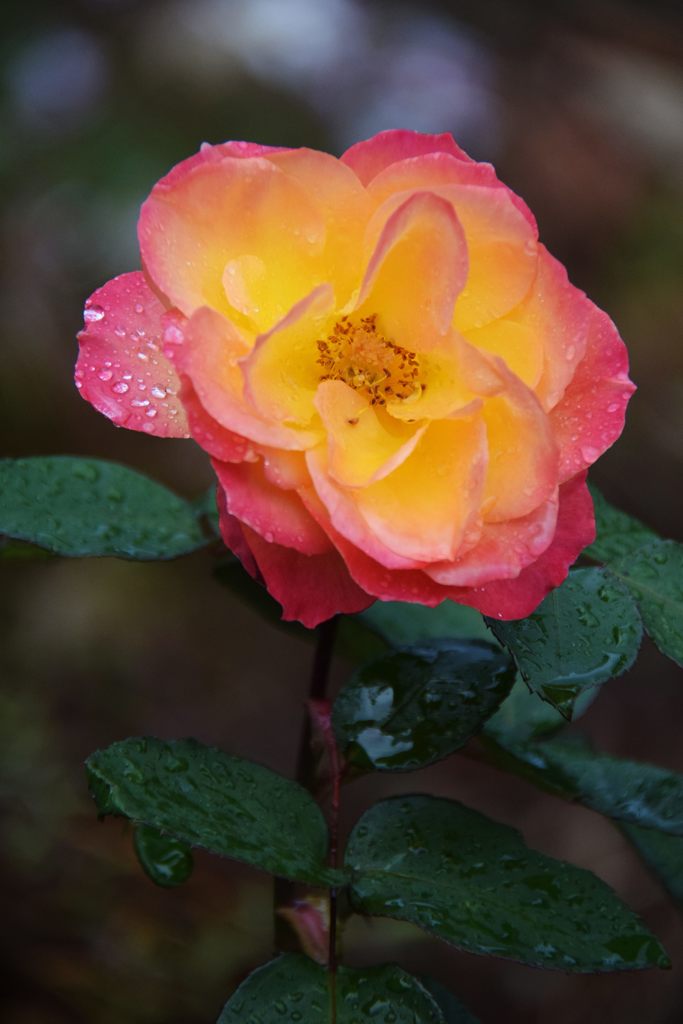 朝の雨に　DSC_4141