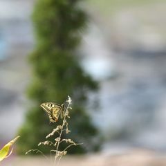 動かないでね・・・　DSC_2976
