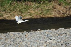 ヨイショっと！　　DSC_7964