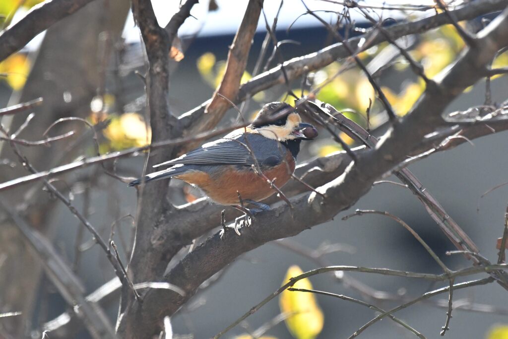 エゴノキの実をくわえたヤマガラ　　　DSC_5578