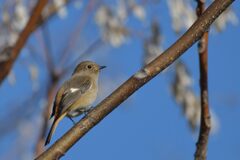 輝く瞳　DSC_6211