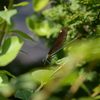 お早う！　DSC_5408