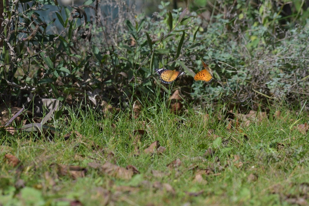 戯れる　DSC_4163