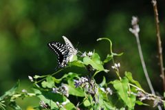 緑の世界で　DSC_6555