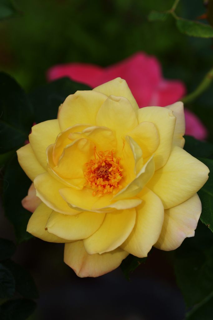 黄色いアンネのバラ　DSC_5089