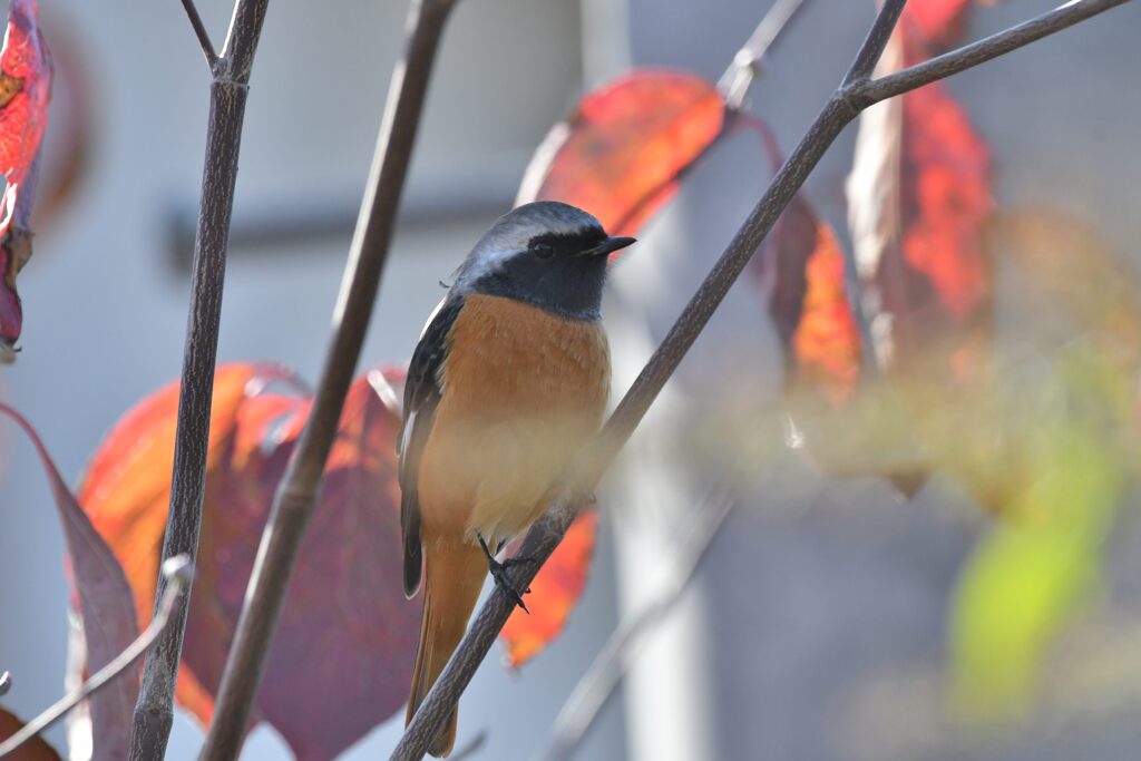 ジョウビタキと紅葉　　DSC_5341