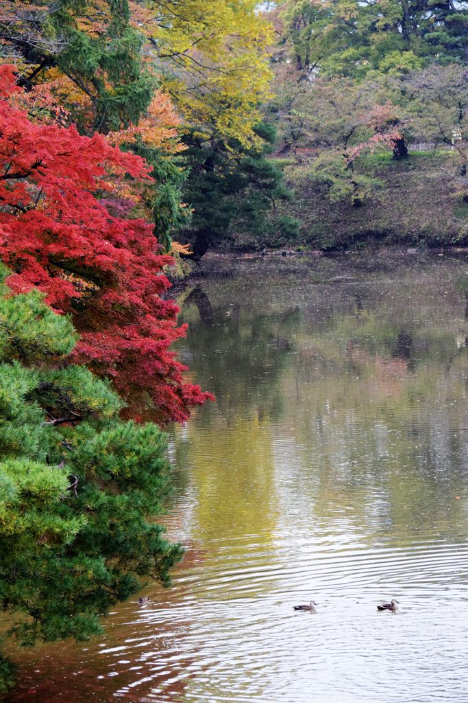 お堀の紅葉　DSC_3964
