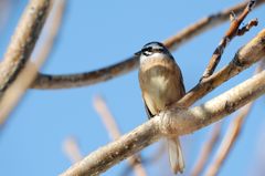 こんな感じでどう？　　DSC_5531