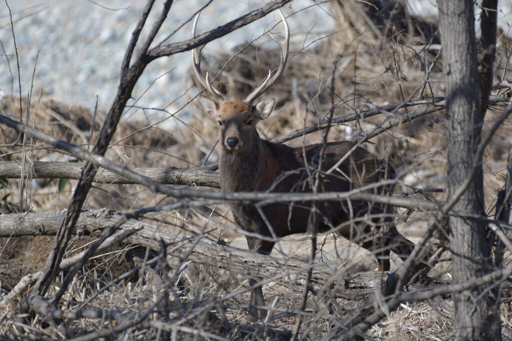 まんじりともせず　DSC_6562