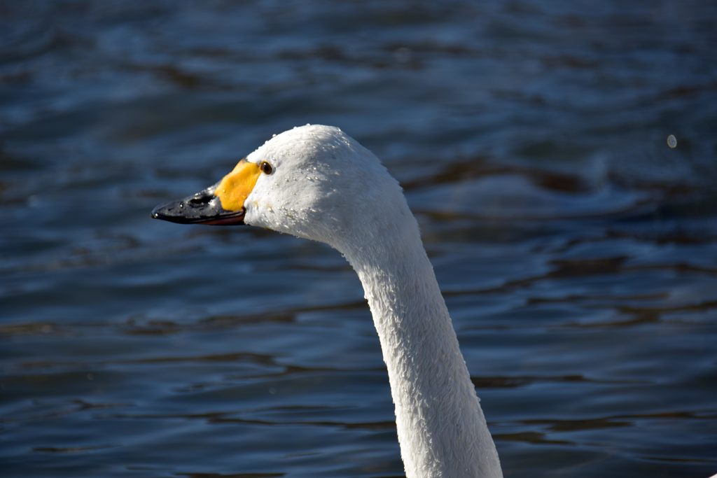 眼差し　DSC_0434