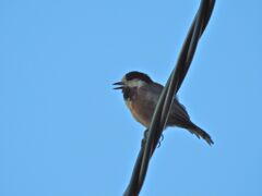 ヤマガラ　　DSCN0137