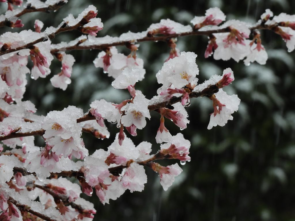 桜に雪　DSCN7387