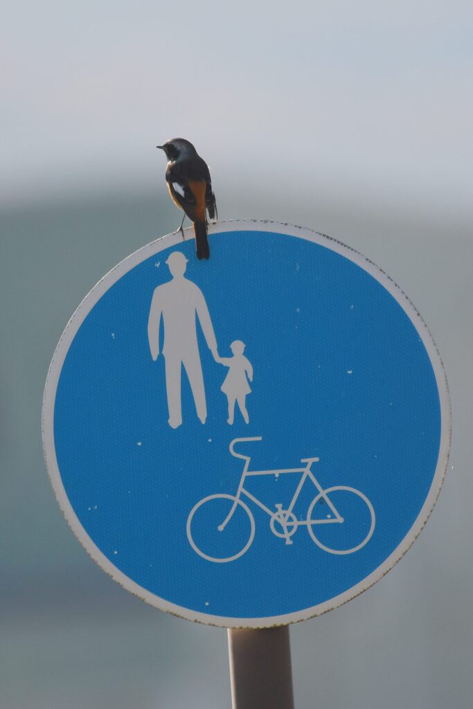 歩行者＆野鳥専用道路　　DSC_3601