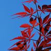 秋の色　３　DSC_8440