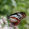アサギマダラ　DSC_3769
