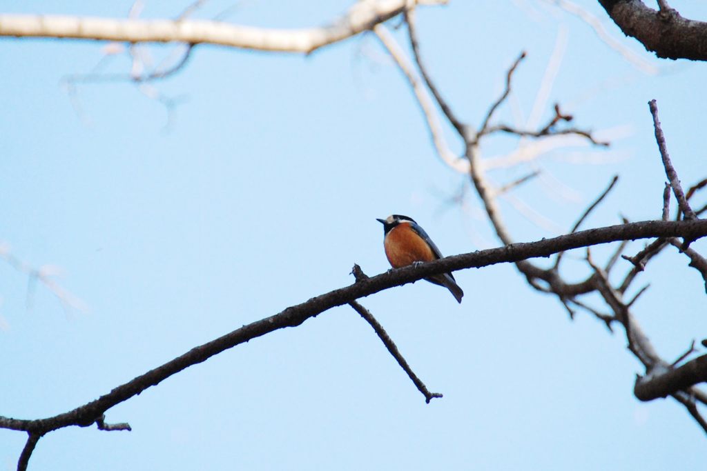 御所のヤマガラ　　DSC_5796