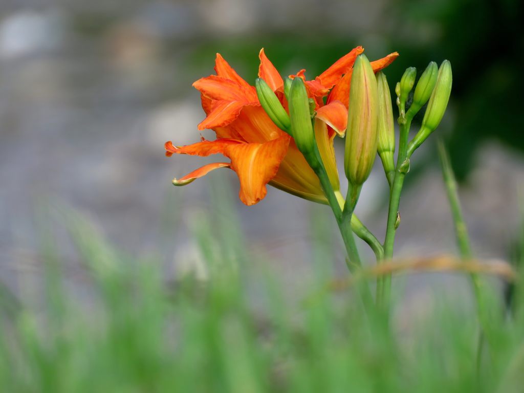 堤防に咲く花　　IMG_1783