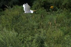 舞う　DSC_7829