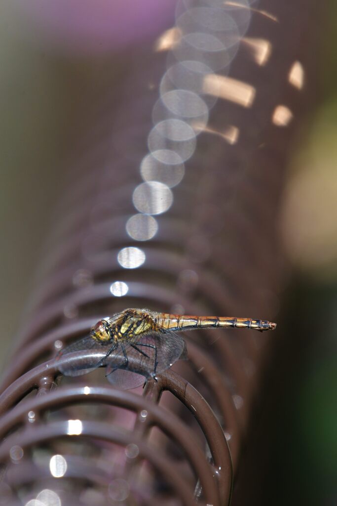 キラキラ　DSC_3888
