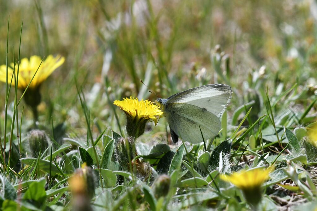 野の花にモンシロチョウ　　　DSC_8577