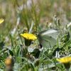 野の花にモンシロチョウ　　　DSC_8577
