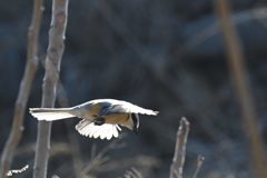 低空飛行　DSC_8916